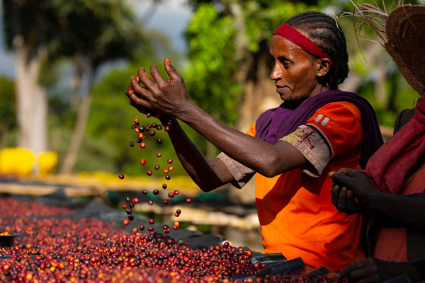 6 Days Ethiopia Coffee Tour | Sidama, Yirgacheffe and Coffee Heritage