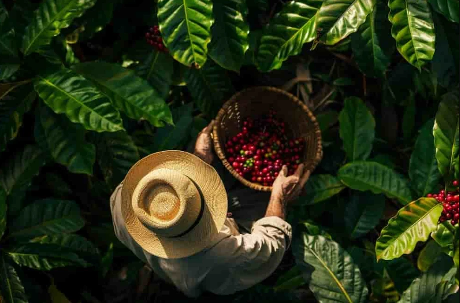 Ethiopia’s Coffee Origins – A Cultural Journey