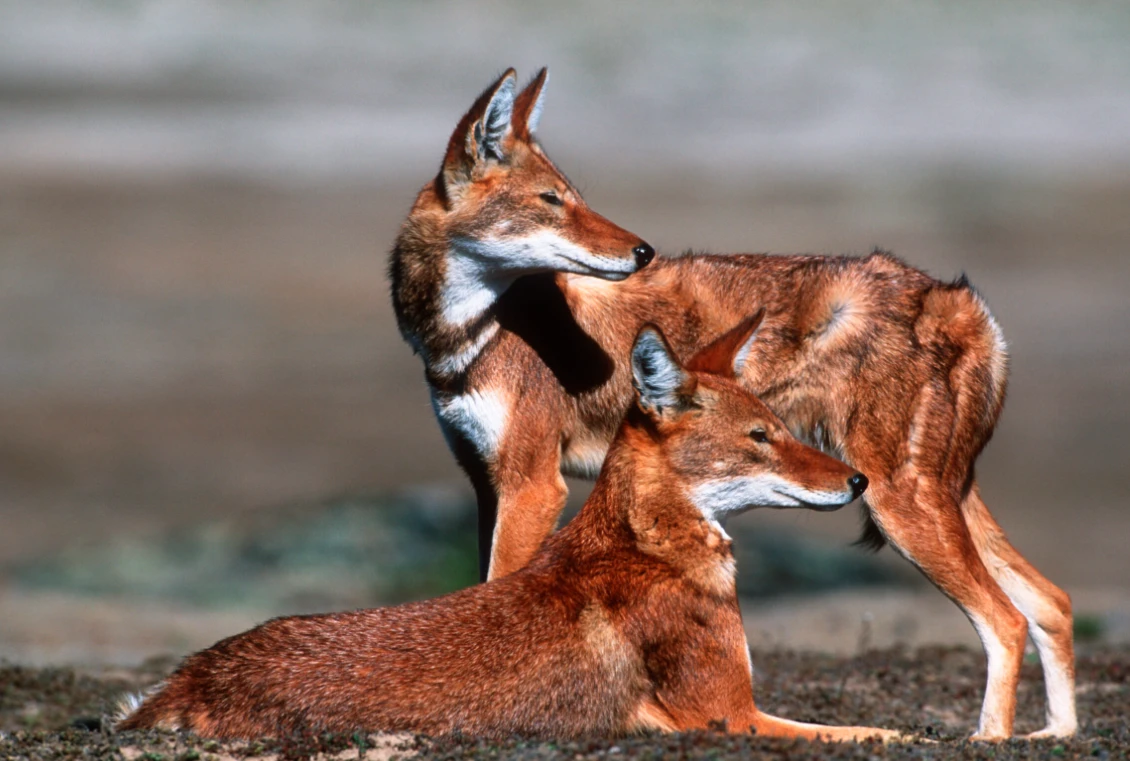 Wildlife Encounters & Nature Adventures