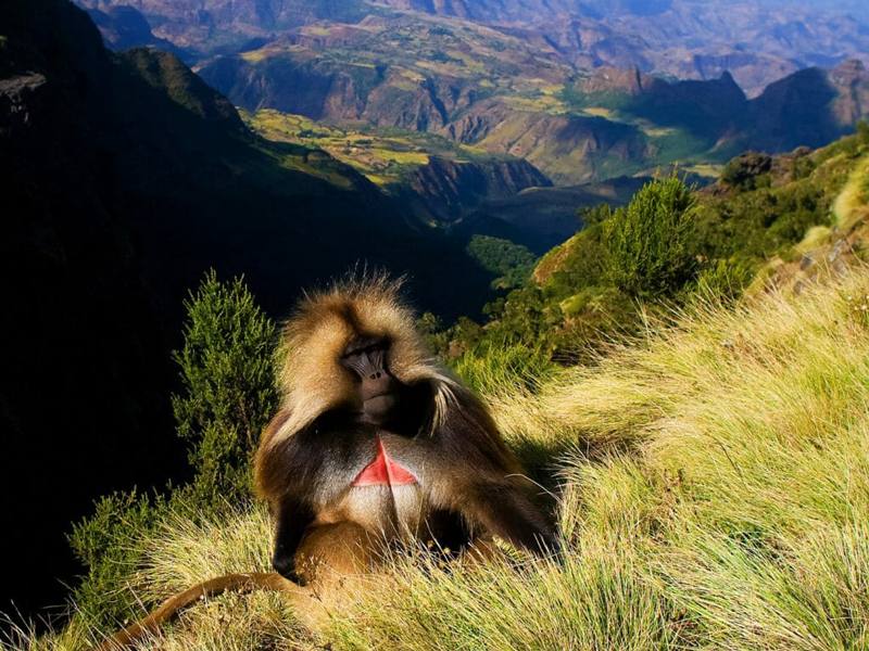 Simien Mountains National Park – Trek Through Ethiopia’s Dramatic Highlands and Unique Wildlife